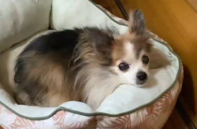 犬